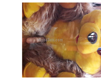 Είμαι εδώ και περιμένω καθαρά εχεμυθα