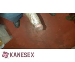 Black cock - Εικόνα 2