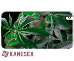 Παίζει κανένα τσιγαριλίκι