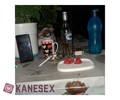 Σκληρός 35 170 74 Μελ πρώην Παλαιστης - Εικόνα 9