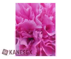 Συγγενείς η Φιλες