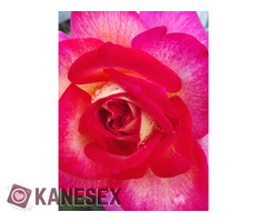 ΑΠΟΛΥΤΗ ΕΧΕΜΥΘΕΙΑ