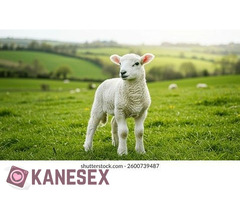 Για αρνάκι τού γάλακτος η μεγάλο αρνάκι