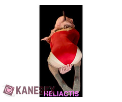 Girls just wanna have Fun - κοριτσίστικες φαντασιώσεις Αθήνα - Εικόνα 2