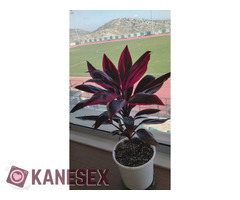 Από Καματερό Αχαρνές Ανό Λιόσια - Εικόνα 3