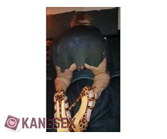 Good girl - Εικόνα 7