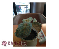 Αληθινή Κρητικοπούλα ραντεβού 6939465991