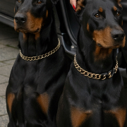 Dobermann