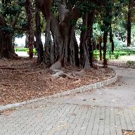 Μανος