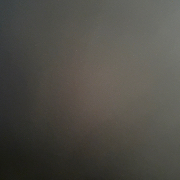 ant