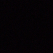 Bull_41